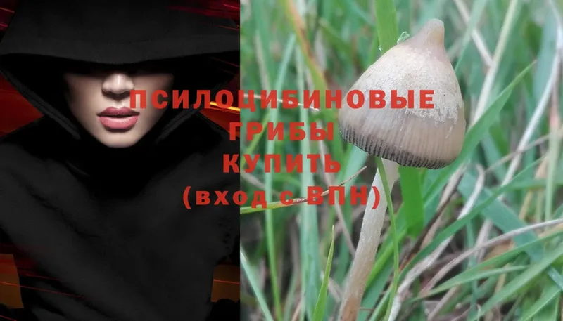 Псилоцибиновые грибы MAGIC MUSHROOMS  Берёзовка 